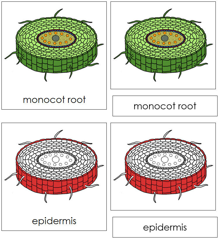 Monocot Root Nomenclature Cards (red) - Montessori Print Shop