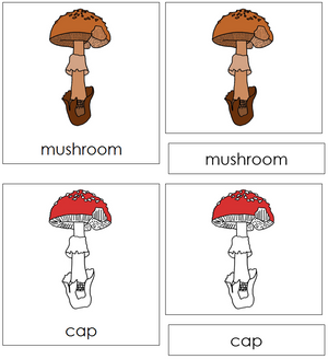 Mushroom Nomenclature 3-Part Cards (red) - Montessori Print Shop