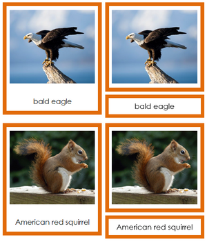 Animals of North America 3-Part Cards - Montessori Print Shop continent study