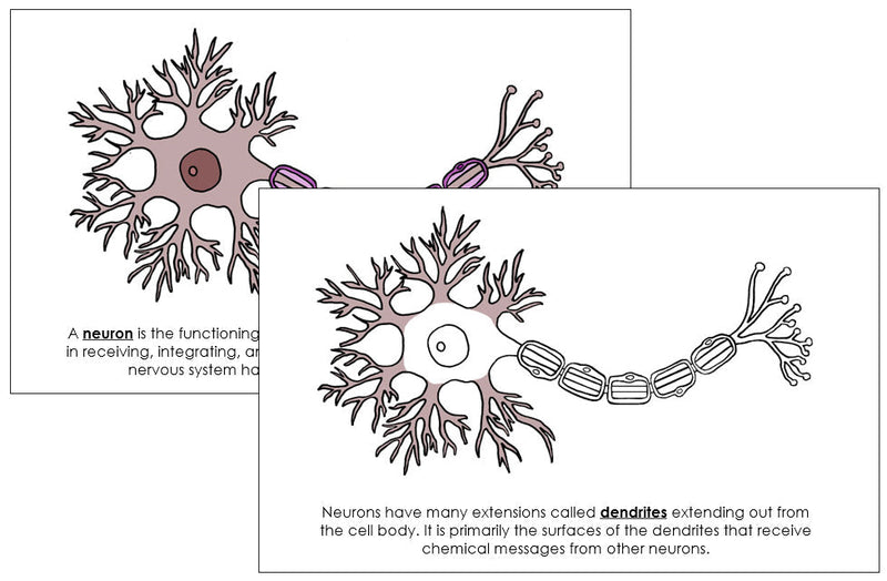 Neuron Nomenclature Book - Montessori Print Shop