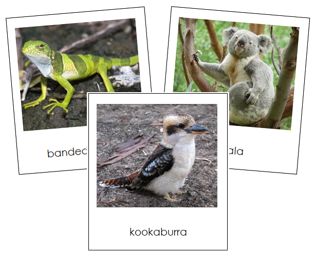 Australian/Oceanian Animals - Montessori continent cards