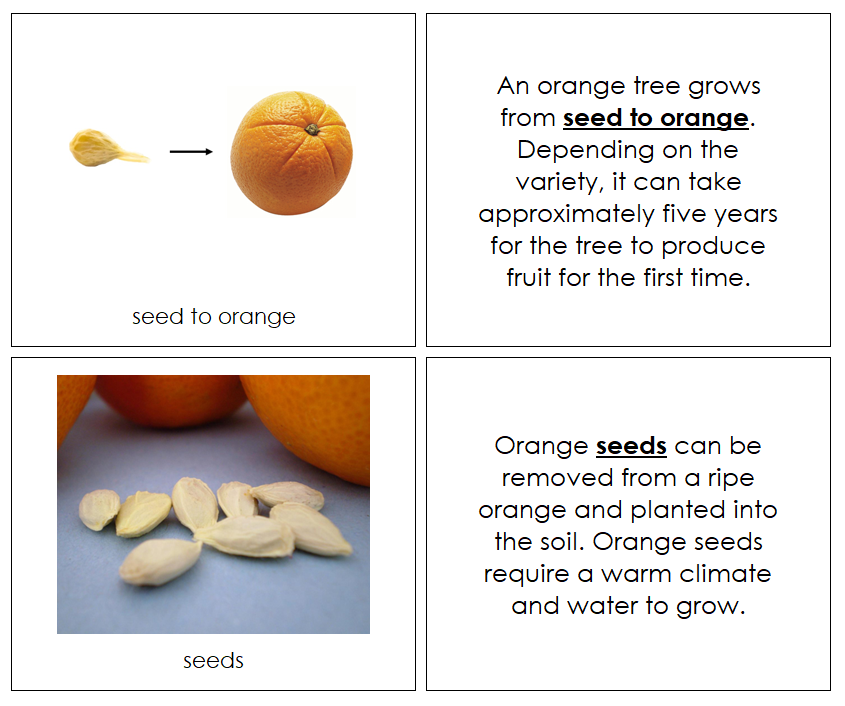 Orange Life Cycle Nomenclature Book - Montessori Print Shop
