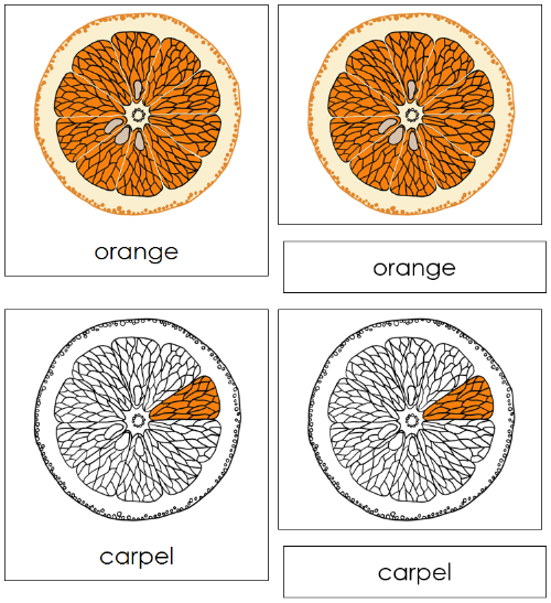 Orange Nomenclature Cards - Montessori Print Shop