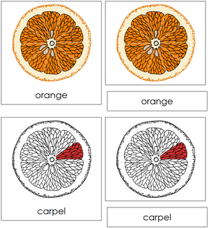 Orange Nomenclature 3-Part Cards (red) - Montessori Print Shop