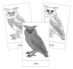 Owl Nomenclature Cards - Montessori Print Shop