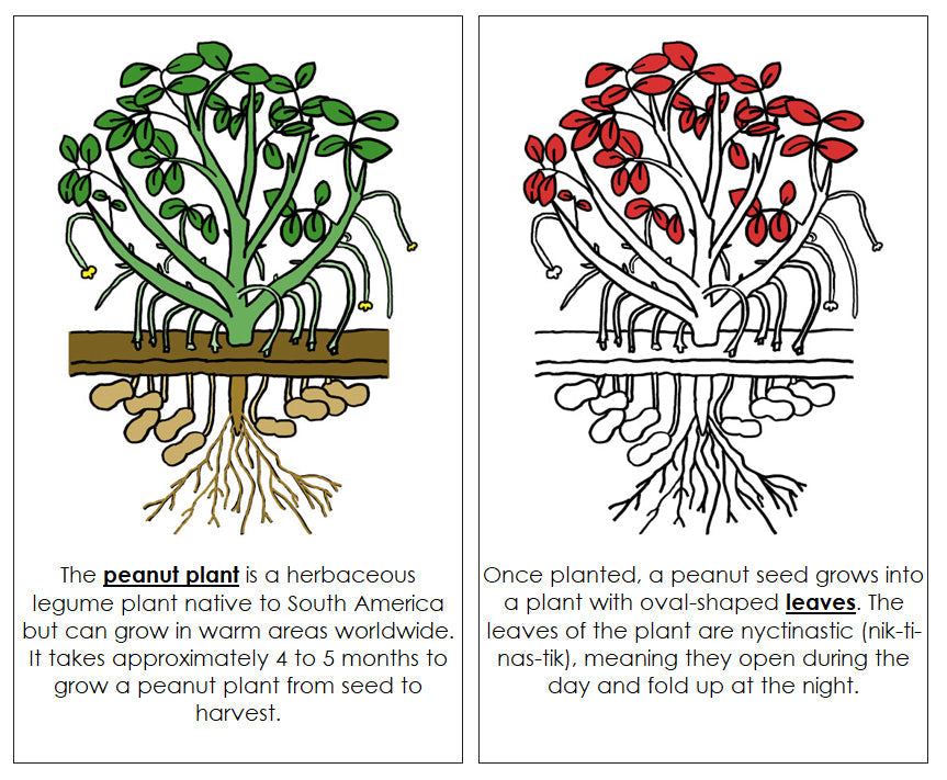 Peanut Plant Nomenclature Book (Red) - Montessori Print Shop