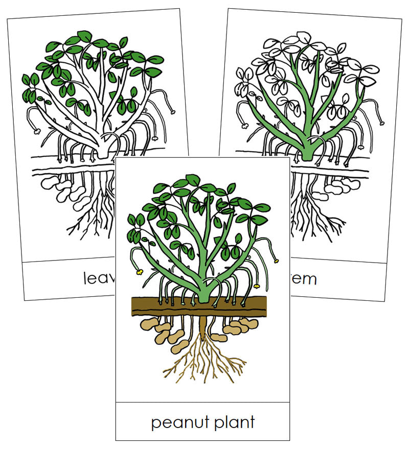 Peanut Plant Nomenclature Cards - Montessori Print Shop