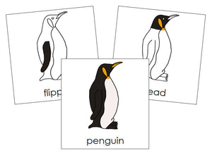 Parts of a Penguin Nomenclature Cards - Montessori Print Shop