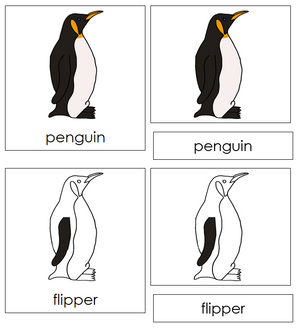 Parts of a Penguin Nomenclature 3-Part Cards - Montessori Print Shop