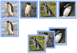 Penguin matching cards - Montessori Print Shop