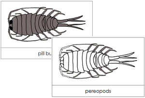 Pill Bug Nomenclature Cards - Montessori Print Shop