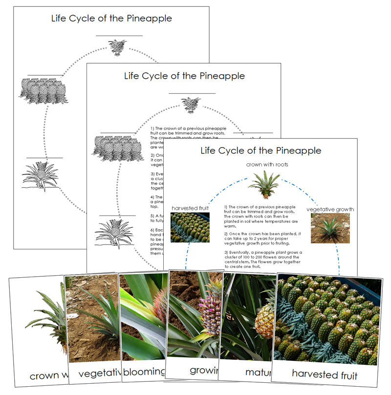 Pineapple Life Cycle Nomenclature Cards & Charts - Montessori Print Shop