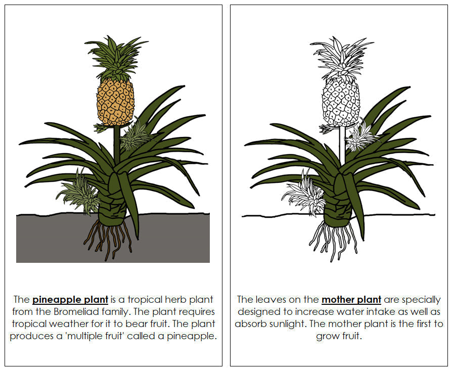 Parts of a Pineapple Plant Nomenclature Book - Montessori Print Shop