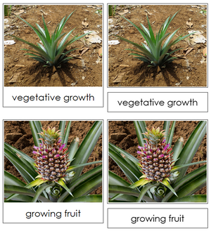 Pineapple Life Cycle Nomenclature 3-Part Cards & Charts - Montessori Print Shop