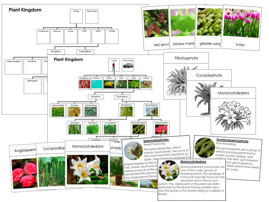 Plant Kingdom Classification And Characteristics