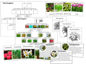 Plant Kingdom Cards, Charts, and Information Bundle - Montessori Print Shop