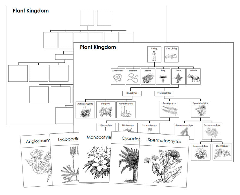plant classification chart
