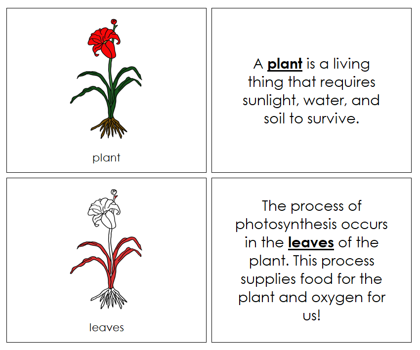 Plant Nomenclature Book - Montessori Print Shop