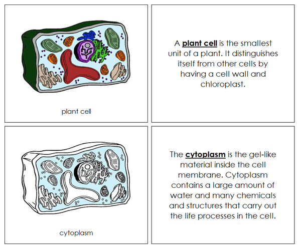 Plant Cell Nomenclature Book - Montessori Print Shop