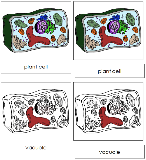Plant Cell Nomenclature Cards - Montessori Print Shop