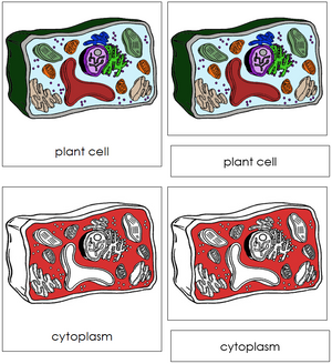 Plant Cell Nomenclature 3-Part Cards (red) - Montessori Print Shop