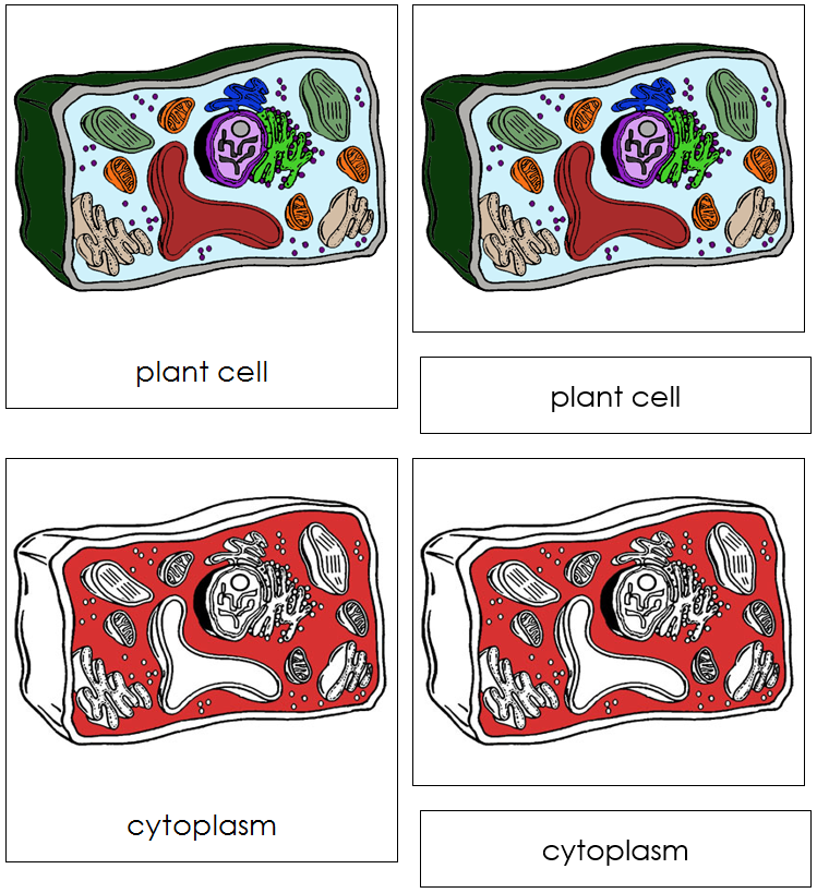Plant Cell Nomenclature Cards (red) - Montessori Print Shop