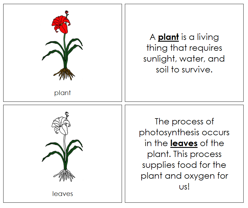 Plant Nomenclature Book - Montessori Print Shop