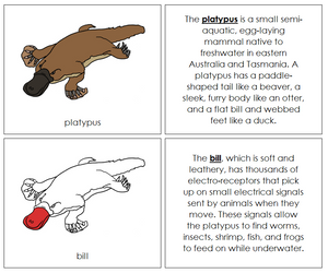 Platypus Nomenclature Book (red) - Montessori Print Shop