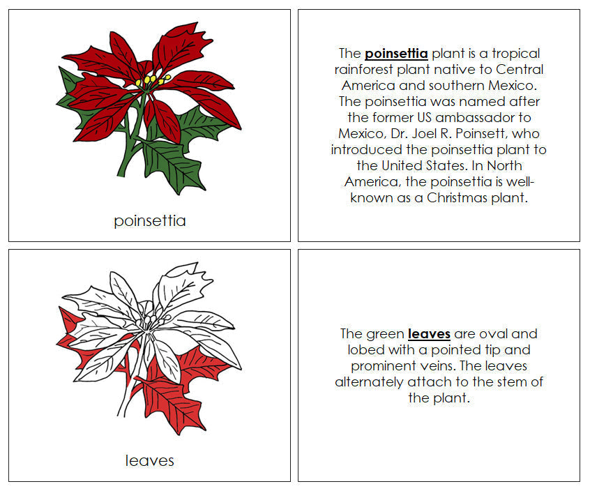Poinsettia Nomenclature Book (red) - Montessori Print Shop