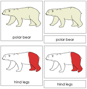 Polar Bear Nomenclature 3-Part Cards (red) - Montessori Print Shop