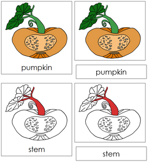 Pumpkin Nomenclature 3-Part Cards (red) - Montessori Print Shop