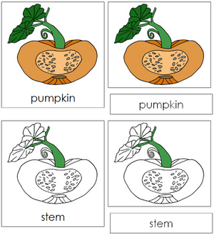 Pumpkin Nomenclature 3-Part Cards - Montessori Print Shop