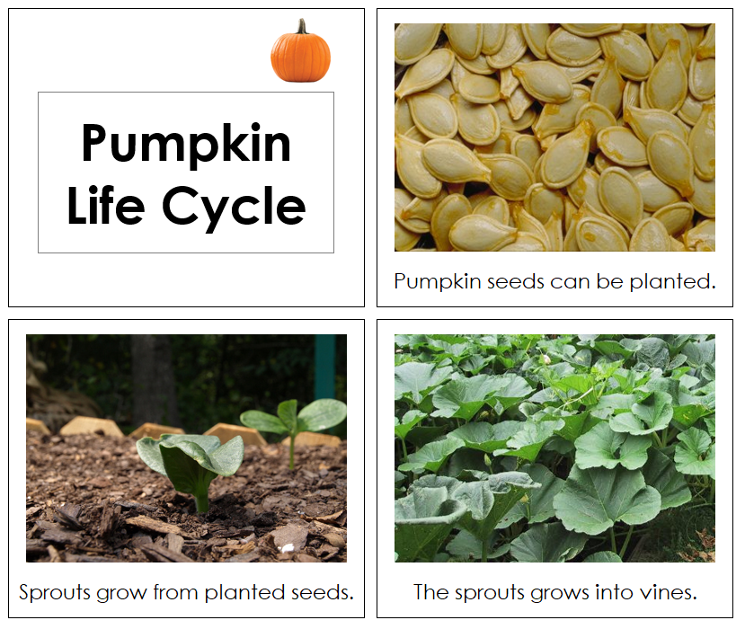 Pumpkin Life Cycle Book - Toddler - Montessori Print Shop