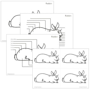 Elementary Rabbit Nomenclature - Montessori Print Shop