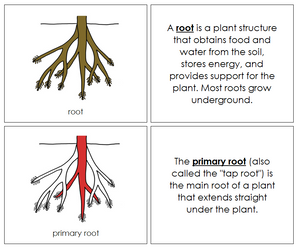 Parts of a Root Nomenclature Book (red) - Montessori Print Shop