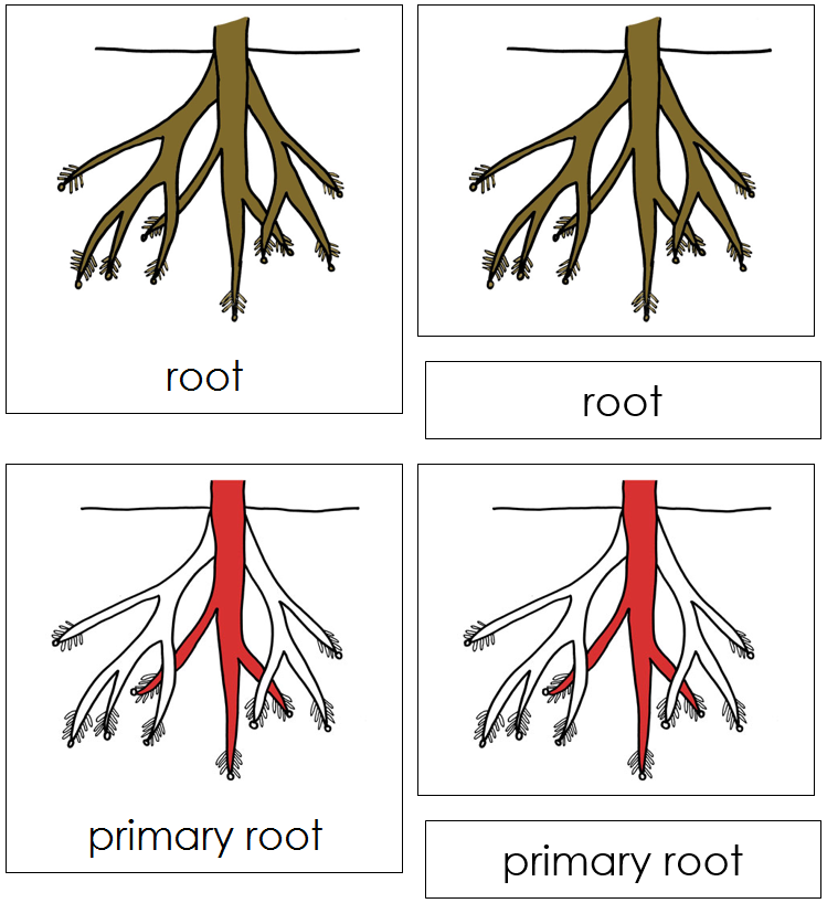Root Nomenclature Cards (red) - Montessori Print shop