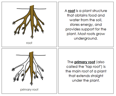 Root Nomenclature Book - Montessori Print Shop