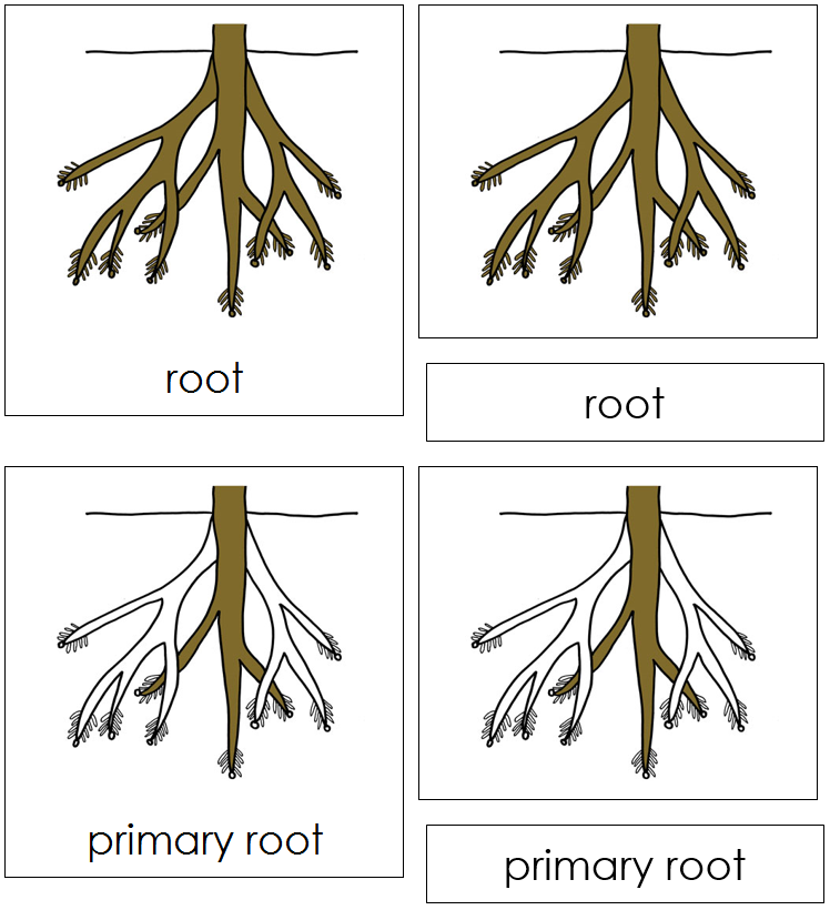 Botany Nomenclature Bundle Set 1 Montessori Print Shop   RootNomenC2 9a730a0d A05c 4b97 90e2 1971fa5d5b77 1000x 