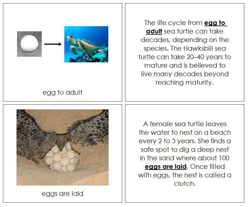 Sea Turtle Life Cycle Nomenclature Book - Montessori Print Shop