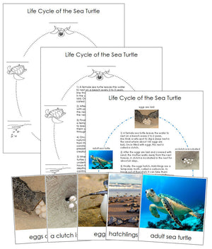 Sea Turtle Life Cycle Nomenclature Cards & Charts - Montessori Print Shop