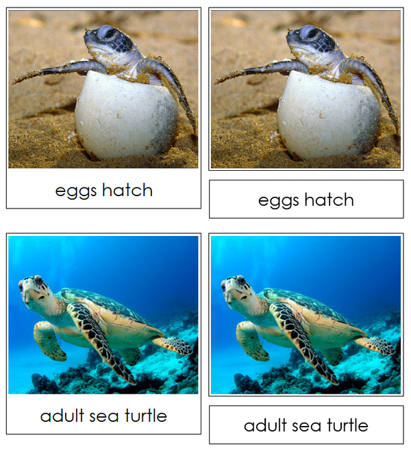 Sea Turtle Life Cycle Nomenclature Cards - Montessori Print Shop