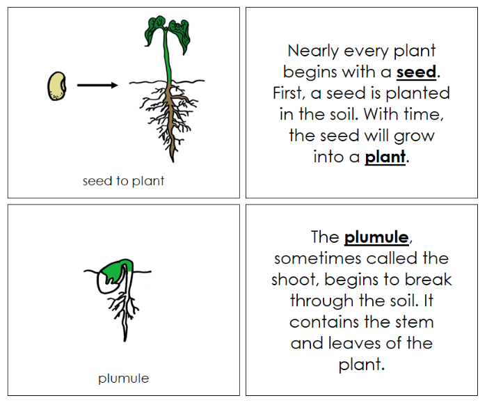 Seed to Plant Life Cycle Nomenclature - Montessori Print Shop