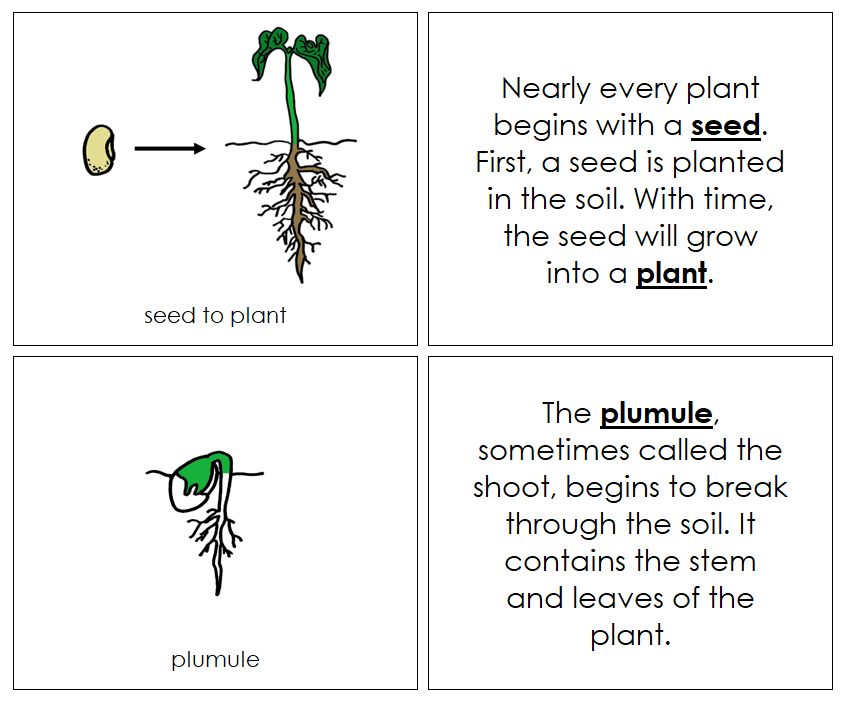 Seed to Plant Life Cycle Nomenclature - Montessori Print Shop