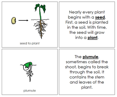 Seed to Plant Life Cycle Nomenclature - Montessori Print Shop