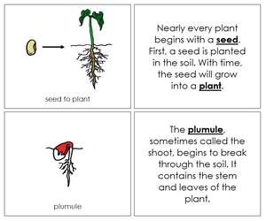 Seed to Plant Nomenclature Book (red) - Montessori Print shop