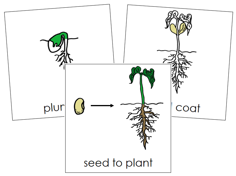 Seed to Plant Nomenclature Cards - Montessori Print Shop