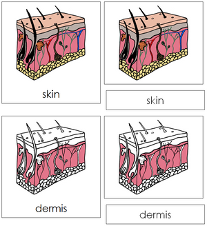 Skin Nomenclature 3-Part Cards - Montessori Print Shop