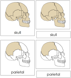Skull Nomenclature 3-Part Cards - Montessori Print Shop