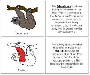 Parts of a 3-Toed Sloth Nomenclature Book (red) - Montessori Print Shop