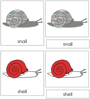 Snail Nomenclature 3-Part Cards (red) - Montessori Print Shop
